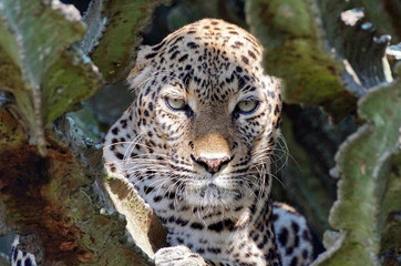 Leopard, Uganda 