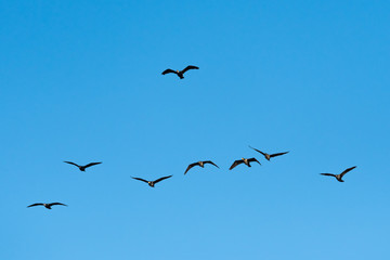 A Flock of Cormorants Flying in an Orderly Formation above the Sea