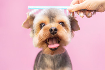 Dog gets hair cut at Pet Spa Grooming Salon. Closeup of Dog. the dog has a haircut. comb the hair. pink background. groomer concept. - obrazy, fototapety, plakaty