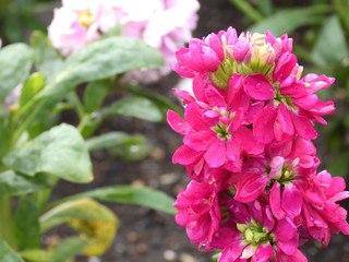 Fototapeta premium 雨の日に咲いた赤色のストックの花