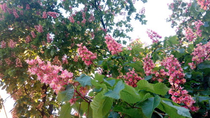 flowers in the garden