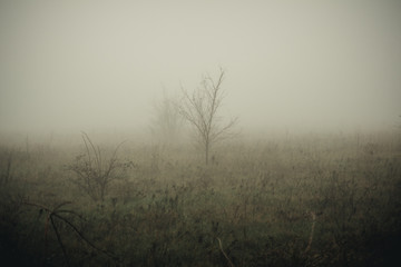 Obraz na płótnie Canvas heavy fog in the autumn gray field