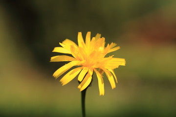 Fiore giallo in primo piano con sfondo bokeh