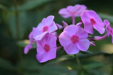 Fototapeta na wymiar Fiori rosa con sfondo bokeh
