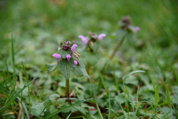 Cut-leaved Dead-nettle, Lamium hybridum wild flower in the green grass field macro photography. 