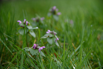 Cut-leaved Dead-nettle, Lamium hybridum wild flower in the green grass field macro photography. 