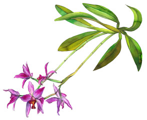 Pink orchid with green leaves on a white background painted by watercolor. Stock illustration