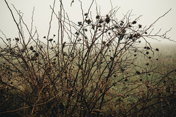 dry bushes in the fog