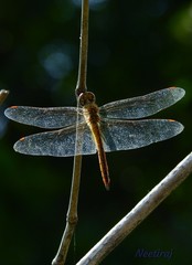 dragonfly in the sky