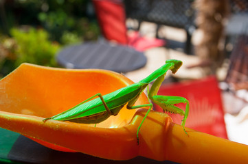 Green mantis sits on an orange children's owl in the background of the garden. Summer, warmth, vacation