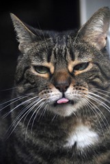 Chat