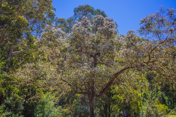Eucalyptus and other trees at the base of a mountain