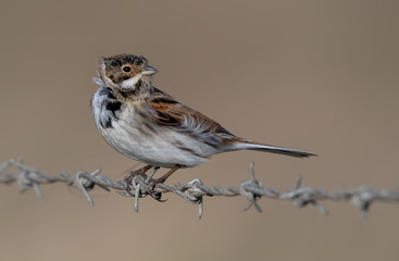 Reed Bunting Perched on Wire