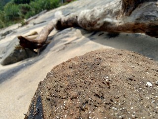 Natural wood on the nature with sand and rock in the beach.