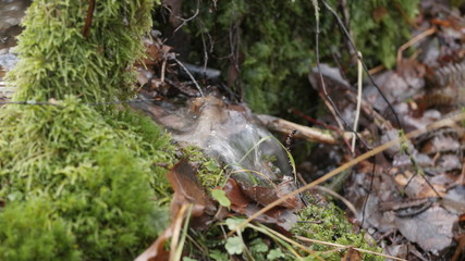 life in the spring forest