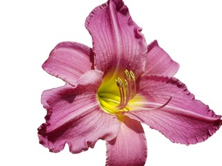 Naklejka premium pink lily flower on a white background. Single blooming pink lily flower