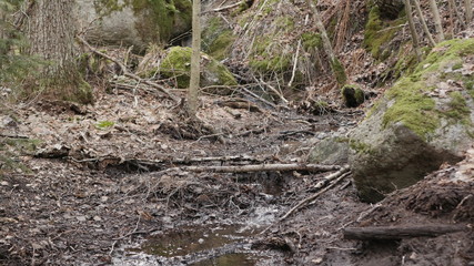 life in the spring forest