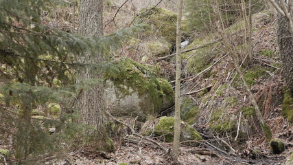 life in the spring forest