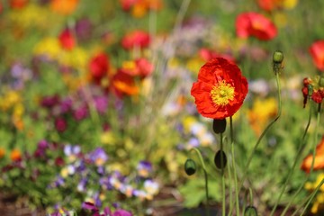 Naklejka premium Fleurs