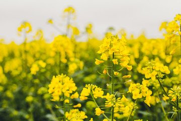 Blooming yellow rape field.