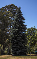 Tall conifer tree near the base of a mountain
