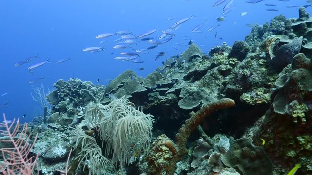 School of Boga in turquoise water of coral reef in Caribbean Sea / Curacao with coral and sponge