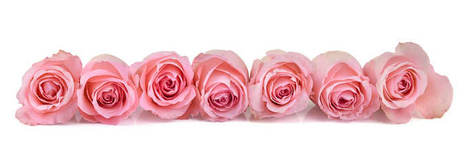 Pink Roses Banner- Row of Pink Rosebuds Isolated on White Background
