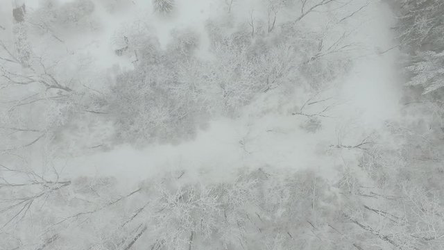 Looking down on forest in winter with snow