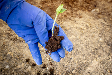 A woman holds a small cucumber sprout in her hands