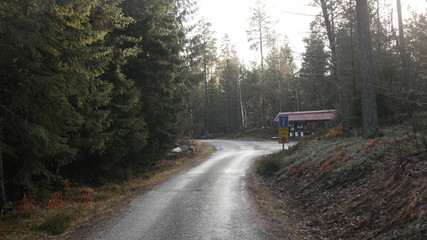 Obraz na płótnie Canvas spring road through the forest