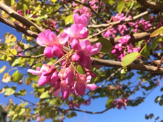 flowers on tree
