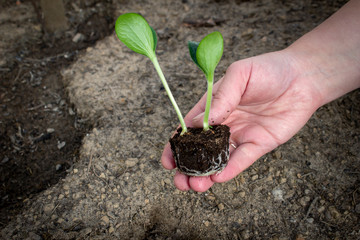A woman holds a small sprout of zucchini in her hands