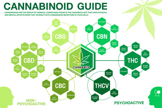 Cannabinoid Guide infographic chart. show main compound cannabinoid from cannabis, hemp, marijuana or marihuana.Green concept design on white background.