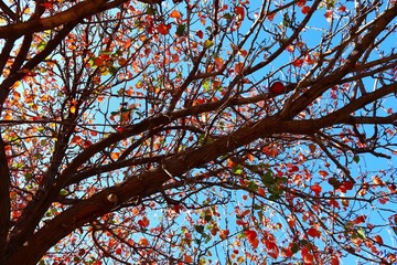 branches of a tree in fall