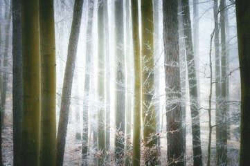 Tree trunks in mysterious foggy forest covered with glaze ice and rime. Gloomy landscape. Natural background. Eastern Europe.  .