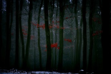 Mysterious foggy forest covered with glaze ice and rime. Fog,oak trees with red leafs,woodland,...