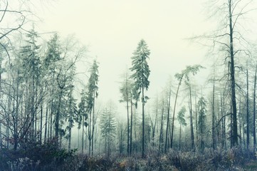 Fototapeta na wymiar Mysterious foggy forest. Coniferous trees, gloomy winter landscape, gray sky. Eastern Europe. .