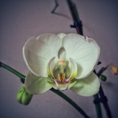 orchid