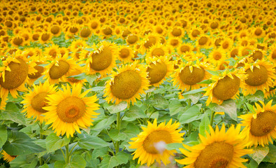 bright yellow fields with sunflowers and blue sky on a Sunny summer day