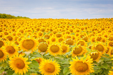 Obraz premium bright yellow fields with sunflowers and blue sky on a Sunny summer day