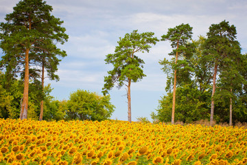 bright yellow fields with sunflowers and blue sky on a Sunny summer day