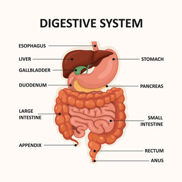 Human digestive system, GI tract organs