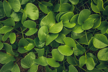 large green leaves, flowerbed with flower in the park, natural background