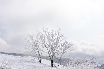 森吉阿仁スキー場