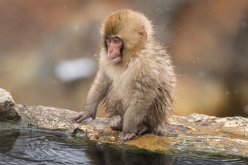 Naklejka premium Baby japanese macaque (snow monkey)