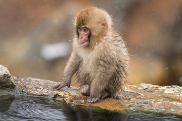 Baby japanese macaque (snow monkey)