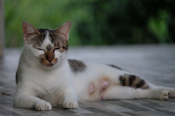 Naklejka na ściany i meble Cute Thai cat