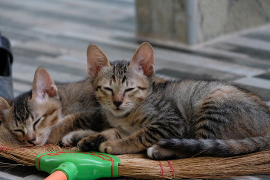 Two adorable tabby kittens napping together on a natural fiber broom.