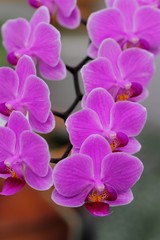 胡蝶蘭 (Phalaenopsis Little Mary 'Cherry Song')