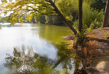 Fototapeta na wymiar Trees on the lake in autumn